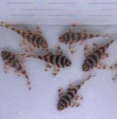 L134 Pleco (Peckoltia compta) 1 inch